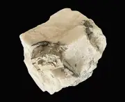 Natural Pyrite crystals on Calcite