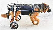 Adjustable Dog Chair, Wheelchair for Large Dogs, with Disability for Rehabilitation of The Hind Legs