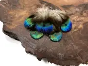 5 Pieces - Ombre Blue Green Peacock Plumage Loose Feather Halloween Craft Supply