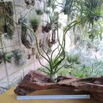 空氣鳳梨 TILLANDSIA BULBOSA 章魚