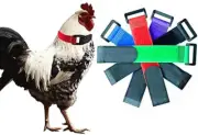 Upgrade No Crow Rooster Collar,Anti Crow Noise Neck Belt for Roosters,Chicken Co