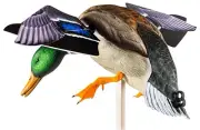 Avian X AVXAVXDP101 PowerFlight Mallards Species Multi-Color Features Dual Mode