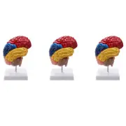 3X Cerebral Anatomical Model Anatomy 1:1 Half Brain Brainstem Teaching Lab6555