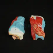 Human Larynx Anatomical Model - Medical Anatomy Skeleton Throat Model