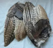 1 Matched Pair Erythistic Red Phase Wild Turkey Wings (2)