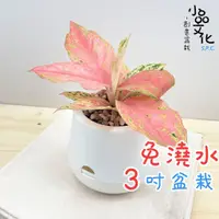 在飛比找蝦皮商城優惠-【小品文化】彩鳳【現貨】3吋雪胖免澆水盆栽 懶人盆栽 觀葉植