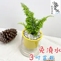 在飛比找蝦皮商城優惠-【小品文化】密葉波士頓腎蕨【現貨】3吋山形免澆水盆栽 室內植