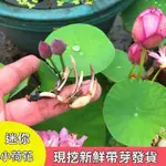 【碗蓮種藕帶芽】碗蓮 睡蓮種藕 碗蓮種藕微型小荷花塊根莖帶芽苞水生植物迷你荷花苗四季花卉碗蓮