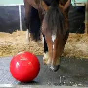 Likit Snak-A-Ball Toy Null Red