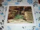 Yakkas Grass Tree Gammon Ranges SA by Leslie Fisk color photograph 29 x 24 cms