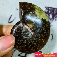 在飛比找Yahoo奇摩拍賣-7-11運費0元優惠優惠-A169天然海螺化石，馬達加斯加海螺化石 招財羅，玉化螺， 