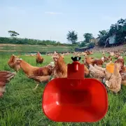 Automatic Chicken Water Cup Drinking Bowl Drinker Bowl for Bird