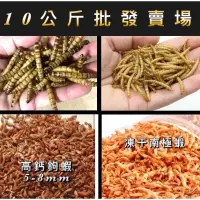 在飛比找蝦皮購物優惠-動力水族」批發賣場 乾燥麵包蟲 蟋蟀乾 乾燥大麥蟲 乾燥南極