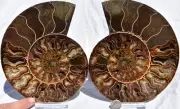 Large Ammonite Pair nice Crystal Cavity 110myo Fossil 180mm XXL 7.2" 2719aa