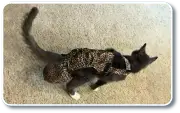 Dia-Purr cat diaper