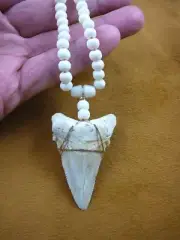 (sr251-5) 2-1/4" Fossil AURICULATUS SHARK TOOTH water buffalo necklace