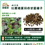 【綠藝家】A113.紅舞捲葉羽衣甘藍種子0.35克(約100顆) 蔬菜種子 葉菜種子 羽衣甘藍