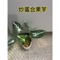 在飛比找蝦皮購物優惠-花花世界_常綠植物*炒蛋合果芋*3吋盆/高5-10CM/葉片