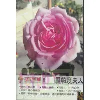 在飛比找蝦皮購物優惠-花花世界_玫瑰苗--龐帕度夫人7吋盆，Rose Pompad