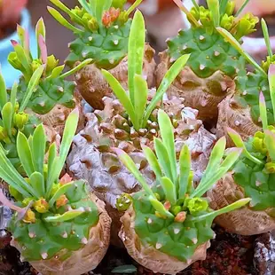 【峨眉山塊根】小蘿蔔頭峨眉山鐵甲麒麟白樺麒麟大戟科多肉植物桌面盆栽肉肉花卉