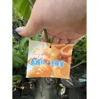 在飛比找蝦皮購物優惠-《花果山🐒》 -- 泰國紅肉波羅蜜 4.5寸接苗 哈密瓜香紅