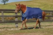 Saxon 600D Standard Neck Medium Turnout Blanket (Navy/Light Blue, 84")