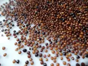 Organic Kaniwa (Baby Quinoa) 10 pounds