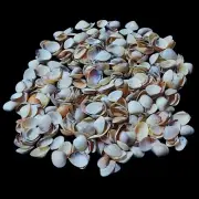 Brown Clam Shells Natural Sea Shell approx. 1200 pcs 2 Pound