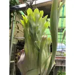 「高冠銀鹿」 P.VEITCHII SLIVER HIGH SHIELD 銀鹿 網紅植物 上板禮物 上板鹿角蕨 新年送禮