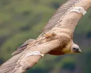 Griffon Vulture 8"x10" Photograph Print