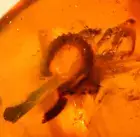 Cretaceous Curled Millipede in Burmite Amber Fossil Gemstone from Dinosaur Age