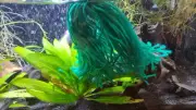 Spawning Mop For Aquarium Tropical Fish