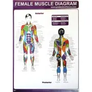 Productive Fitness Exercise Poster Series - Muscle Diagrams Female Laminated