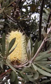 Coast Banksia Prostrate, Banksia