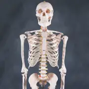 Human Skeleton Anatomical Model 180cm - Medical Anatomy, Life-size and Full Body