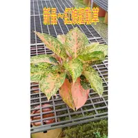 在飛比找蝦皮購物優惠-方方園藝-新品。紅娘粗勒草5吋盆特價380元