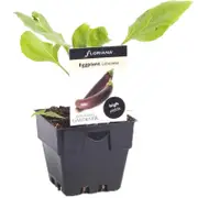 100mm Eggplant Lebanese - Solanum melongena