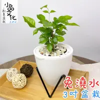 在飛比找蝦皮商城優惠-【小品文化】進財樹【現貨】3吋蛋型免澆水盆栽 懶人盆栽 觀葉