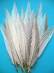 5 Pcs SILVER PHEASANT Natural Feathers 10-16" (Craft/Art/Bridal/Halloween/Pads)