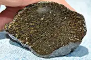 “Black Starry Night” Dinosaur Fossil Healing Psychic - 61gr - Free Shipping