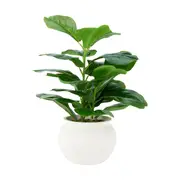 Artificial Fiddle Fig Plant in Pot