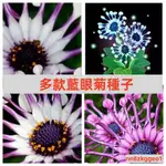 🔥【藍眼菊花種子】非洲雛菊 四季可播花卉 藍眼菊花 花卉美觀奇特陽臺庭院室內盆栽 菊花種籽