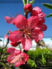 Buy Dwarf Peach Standard Fruit Tree - Prunus persica