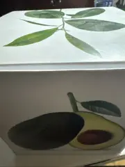 Ilex Studio Avocado Vase Clear Glass Seed Sprout Container - No Handbook NIB