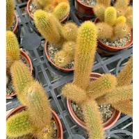 在飛比找蝦皮購物優惠-🌵金鈕Borzicactus aureispina黃金鈕 金