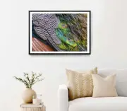 Peacock Feathers Close Up Photography Poster Premium Quality Choose your Size