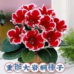 🍄🍄【品質保證】進口重瓣大岩桐種子 富貴芙蓉花種子 花卉種子 四季播種 陽台庭院易種 盆栽花草 新手易種 耐熱耐曬種植