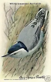 WHITE-BREASTED NUTHATCH, CHURCH & DWIGHT CO., INC. USEFUL BIRDS OF AMERICA