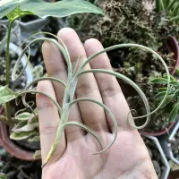 在飛比找蝦皮購物優惠-蒔/ 空氣鳳梨 克洛卡塔(巨大種) Tillandsia c