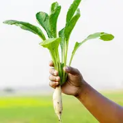 Radish - Kaiware seeds